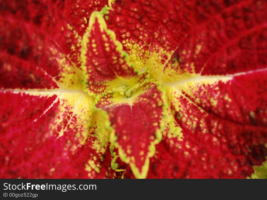 Leaf With Red And Yellow Color