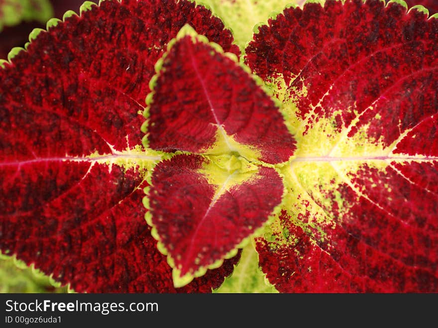 Leaf with red and yellow color