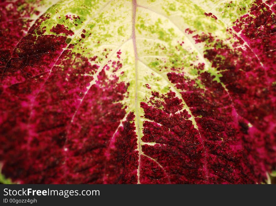 Leaf with yellow and red