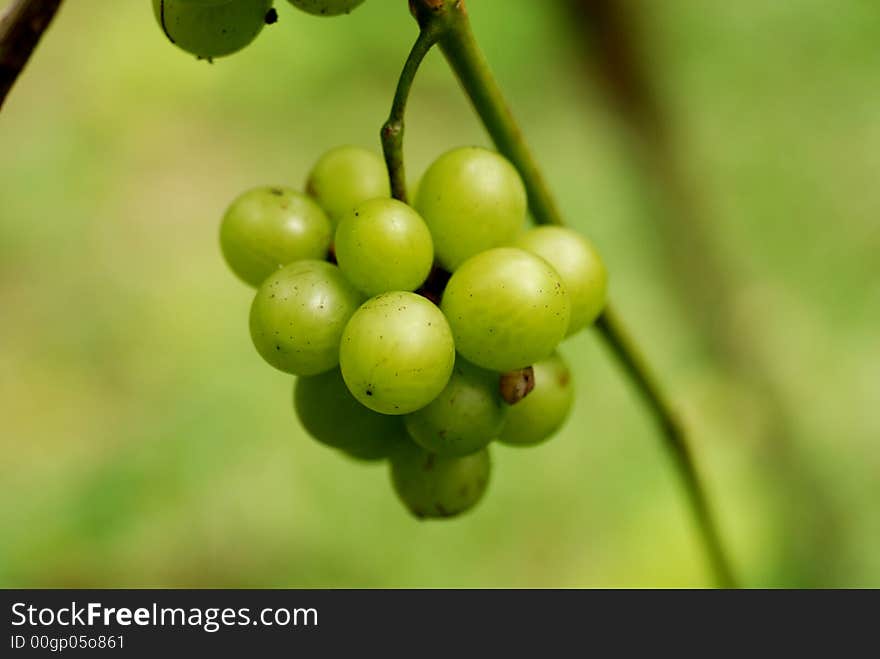 Green grapes