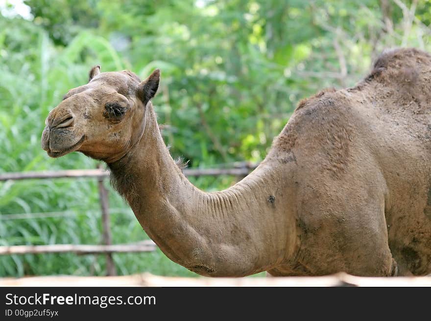 Arabian Camel