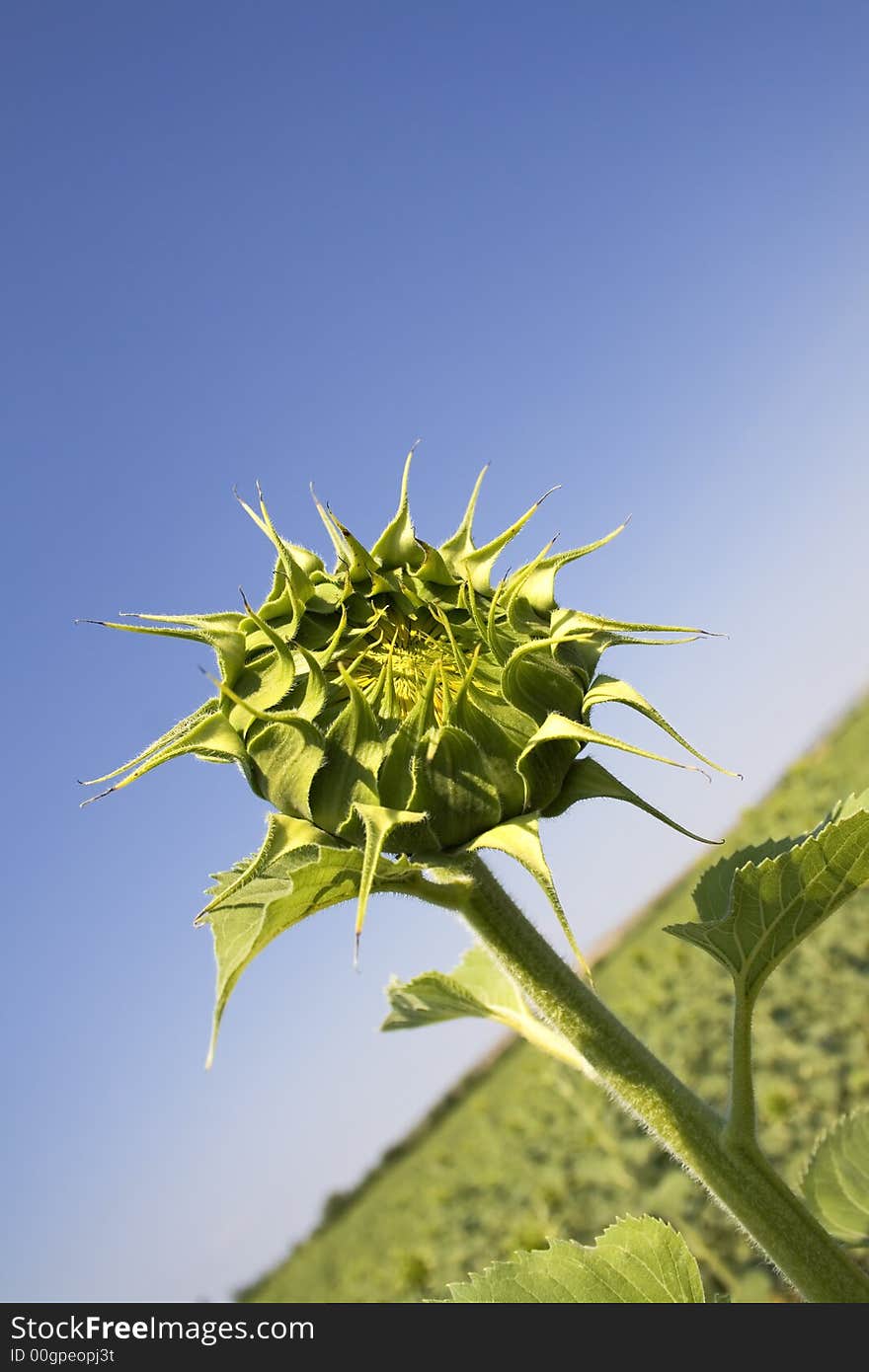 Sunflower bud in the early summer