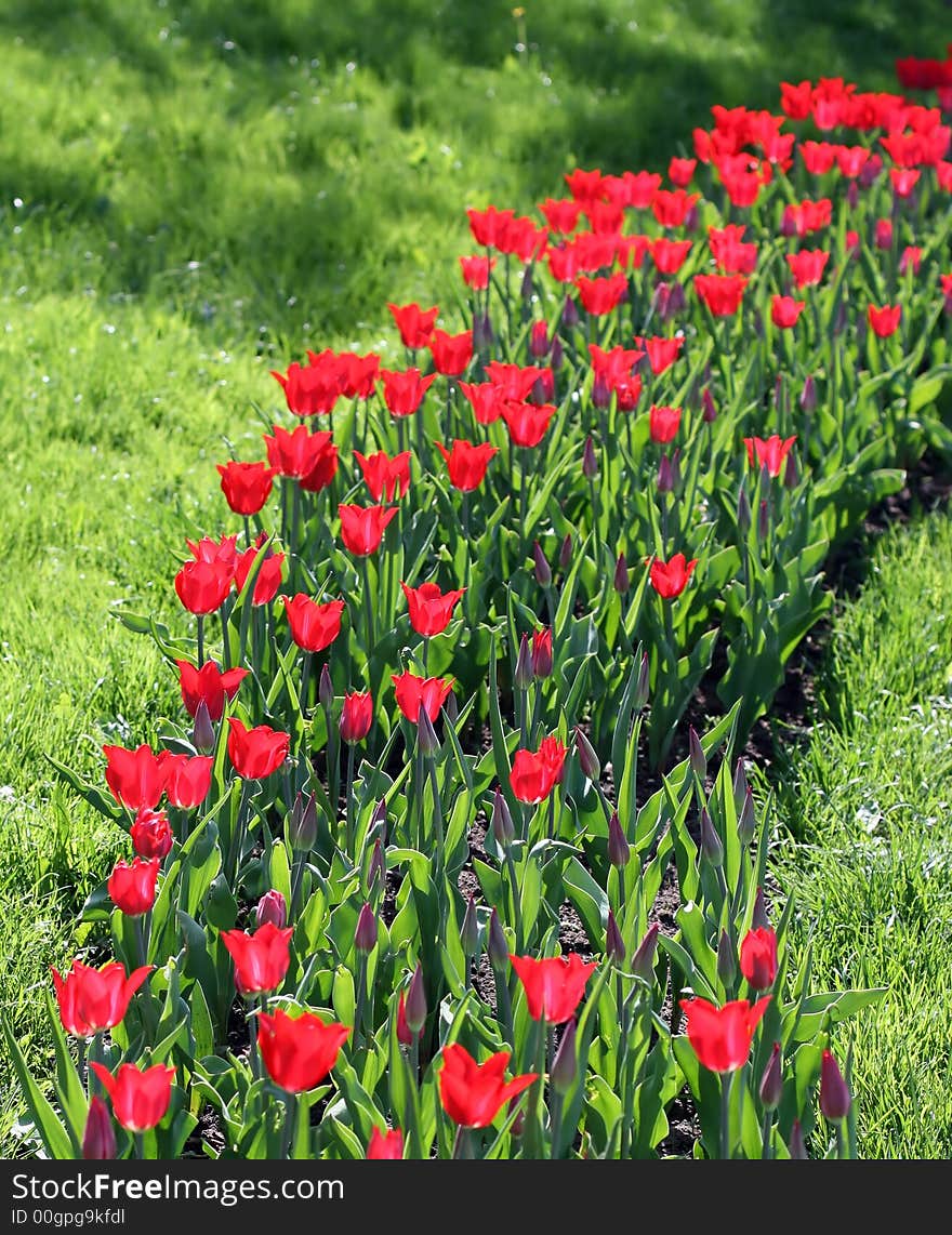 Tulips