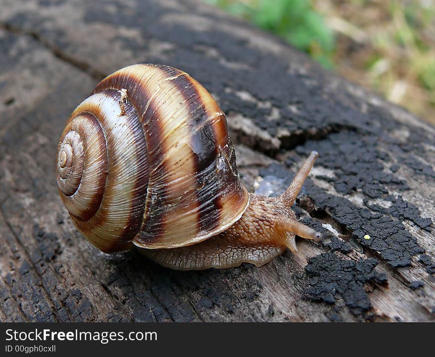 A close-up of the snail on pld dry log. Russian Far East, Primorye. A close-up of the snail on pld dry log. Russian Far East, Primorye.