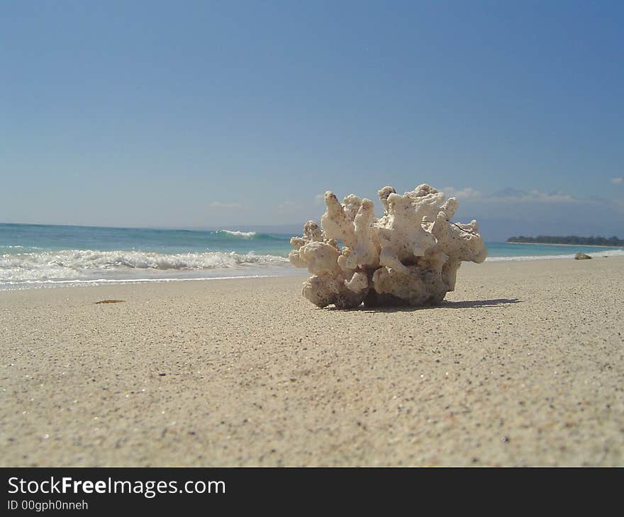 Fragment of coral on the beach