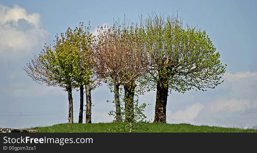 Fews trees on top of a hill