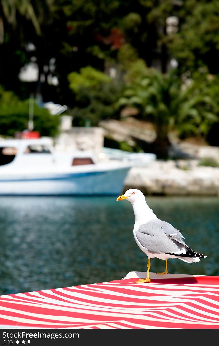 Seagull sitting on the roof of a fishing boat. Seagull sitting on the roof of a fishing boat.