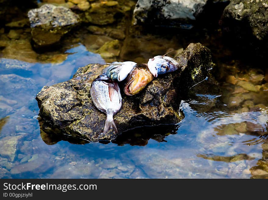 Fish pilled on top of a rock after cleaning. Fish pilled on top of a rock after cleaning