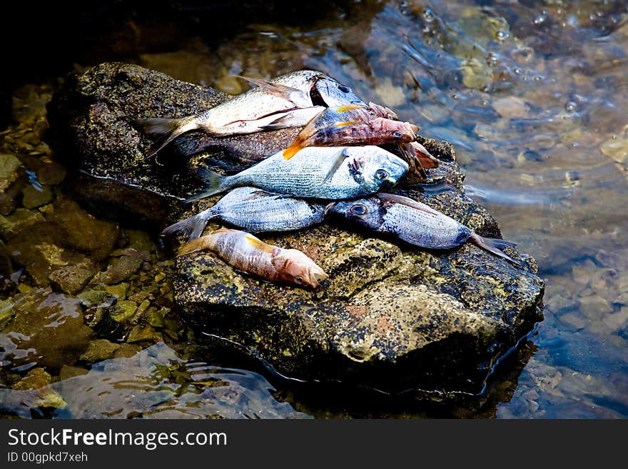 Fish pilled on top of a rock after cleaning. Fish pilled on top of a rock after cleaning