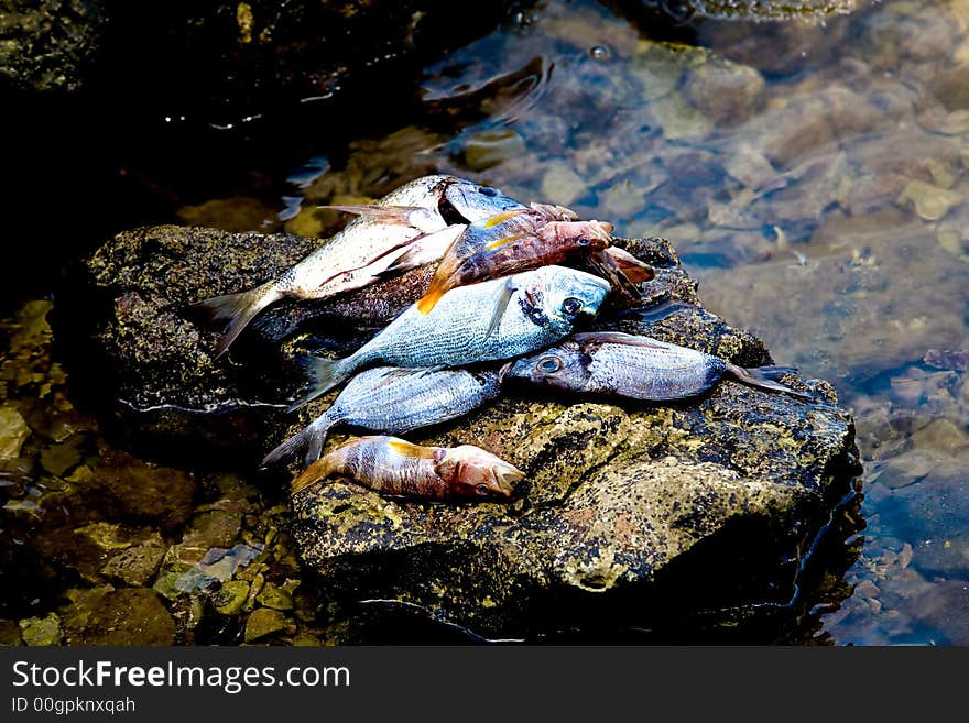 Fish pilled ontop of a rock after cleaning. Fish pilled ontop of a rock after cleaning