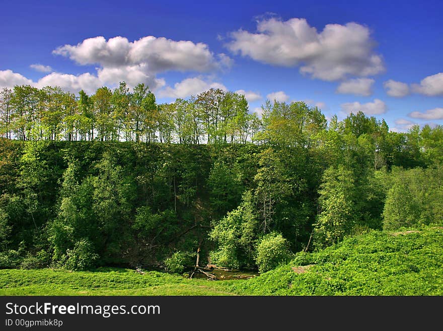 Trees under clouds