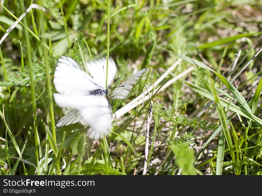 Cabbage white butterfly