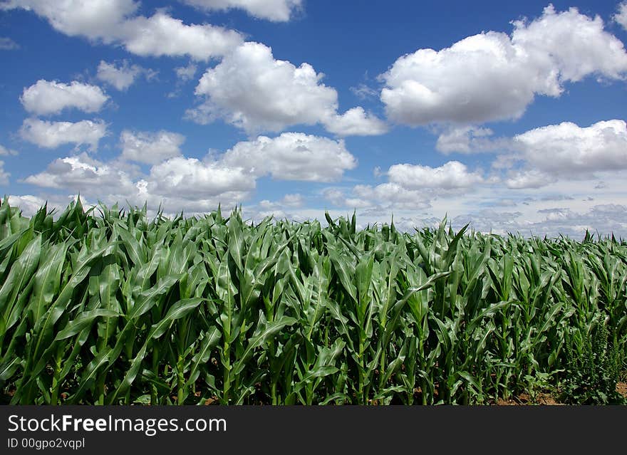 Sown field of green maize