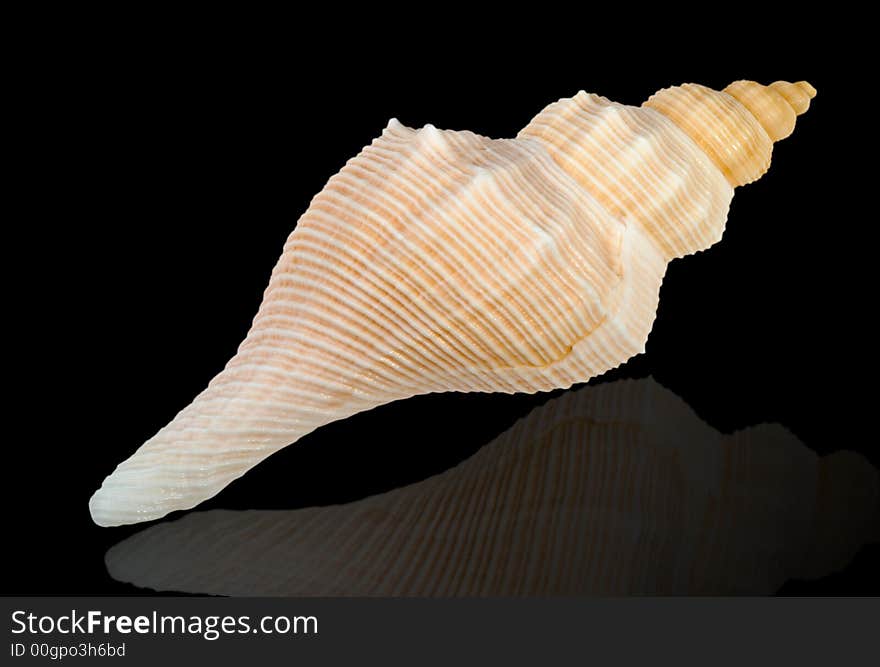 Close-up Of Sea Shell Cutout