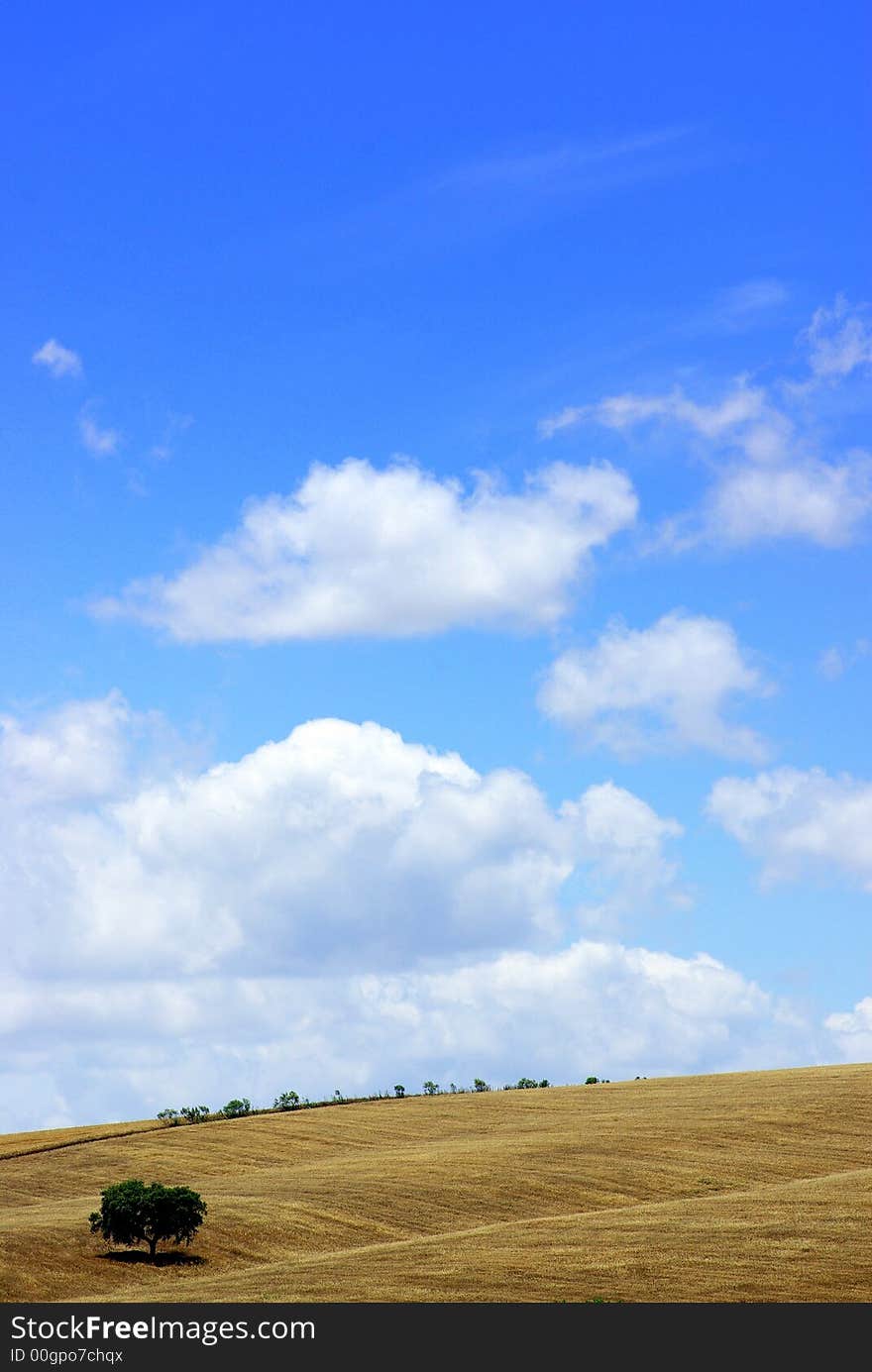 Solitary tree in the field of the Alentejo region. Solitary tree in the field of the Alentejo region