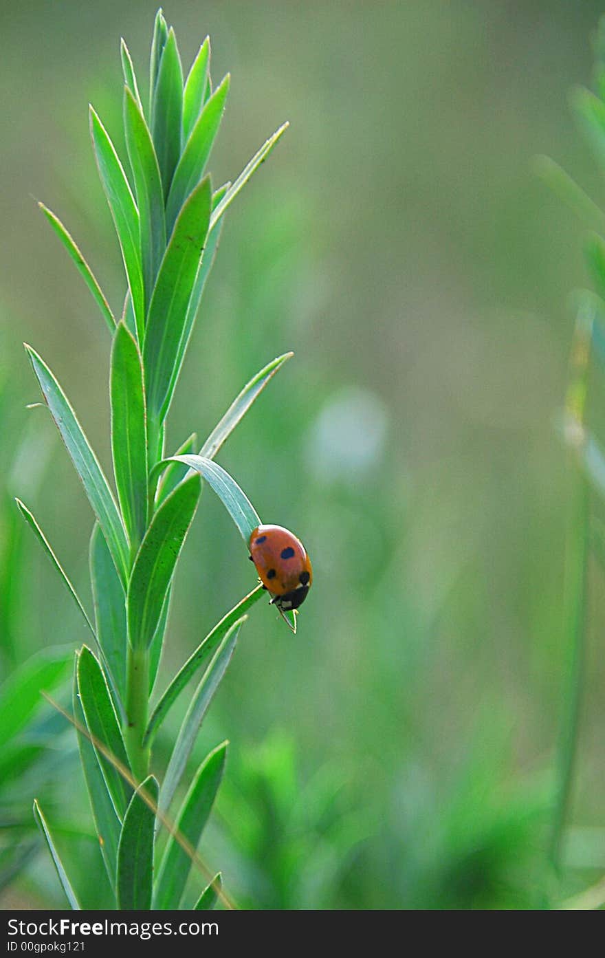 ladybird on grass.