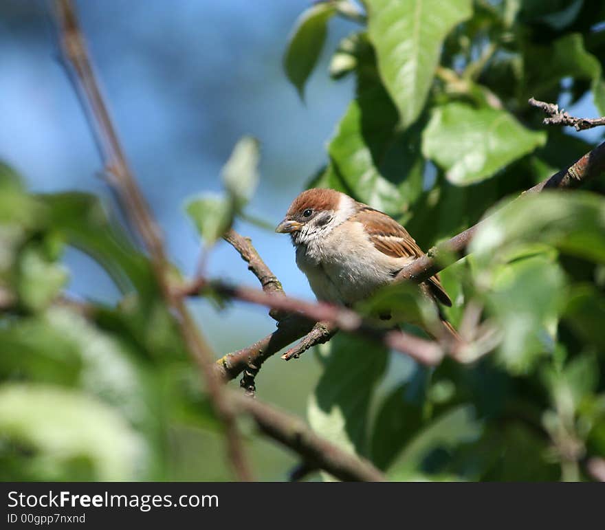 Sparrow who sits on a branch of a tree.