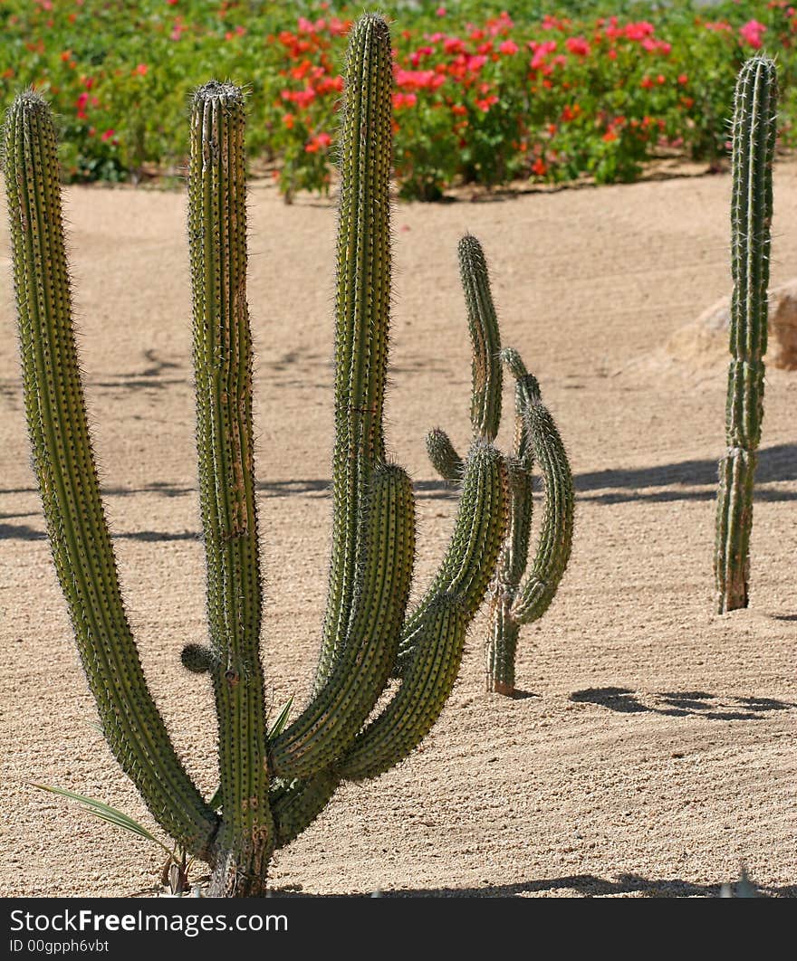 Cactus Garden