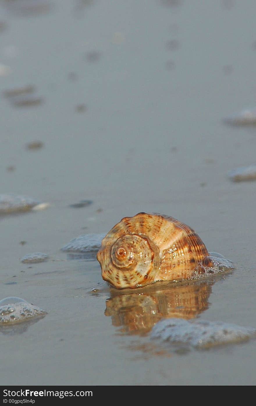 Slick shells lay in the water with reflection. Slick shells lay in the water with reflection