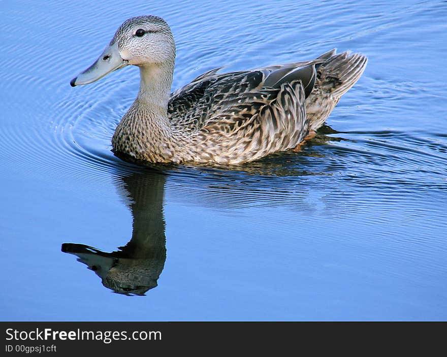 Portrait of a female mallard duck swimming on still water with a clear reflection. Portrait of a female mallard duck swimming on still water with a clear reflection.