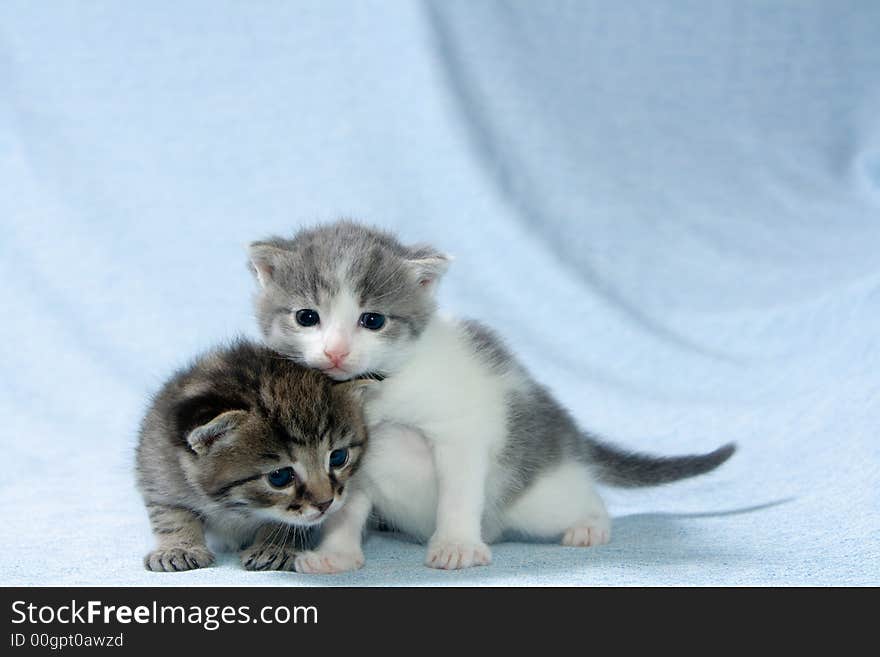 Two little kittens at the age of three weeks at bluish background. Two little kittens at the age of three weeks at bluish background.
