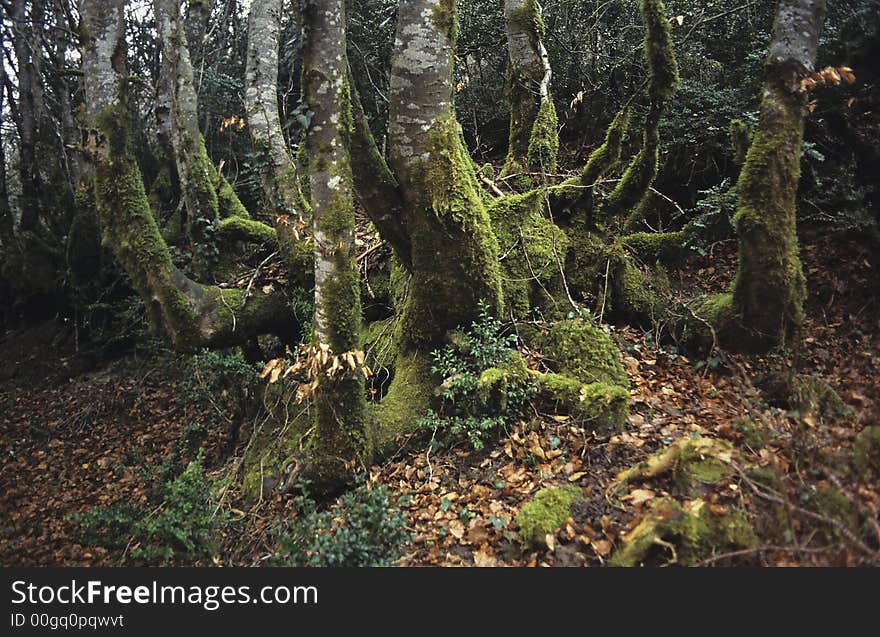 Forest in the Selva de Irati National Park in Aragon, Spain. Forest in the Selva de Irati National Park in Aragon, Spain