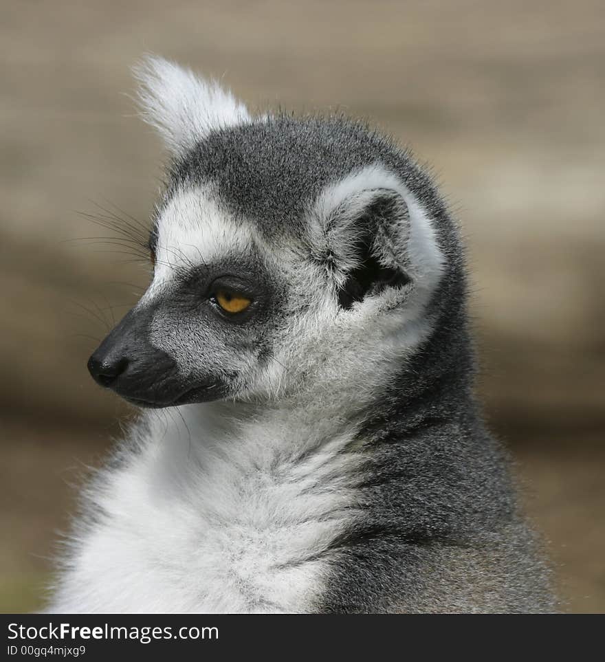 Young catta observing the area around the group. Young catta observing the area around the group