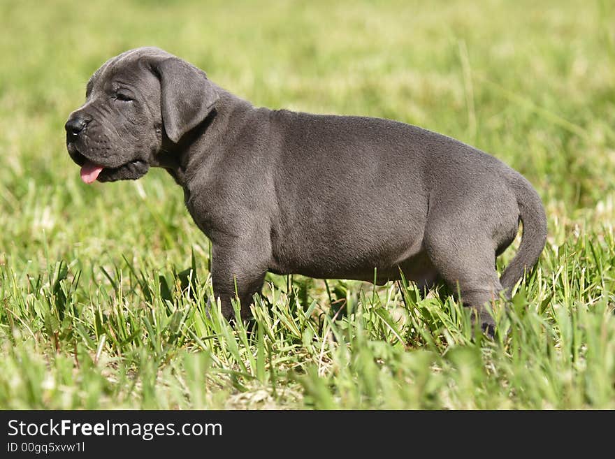 Puppy of Great Danes Kennel with loll tongue. Puppy of Great Danes Kennel with loll tongue