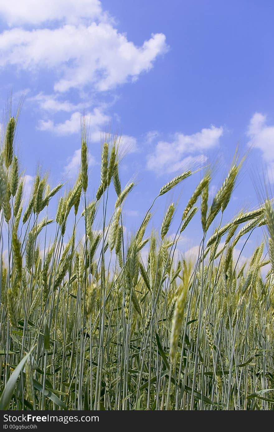 Green wheat ears