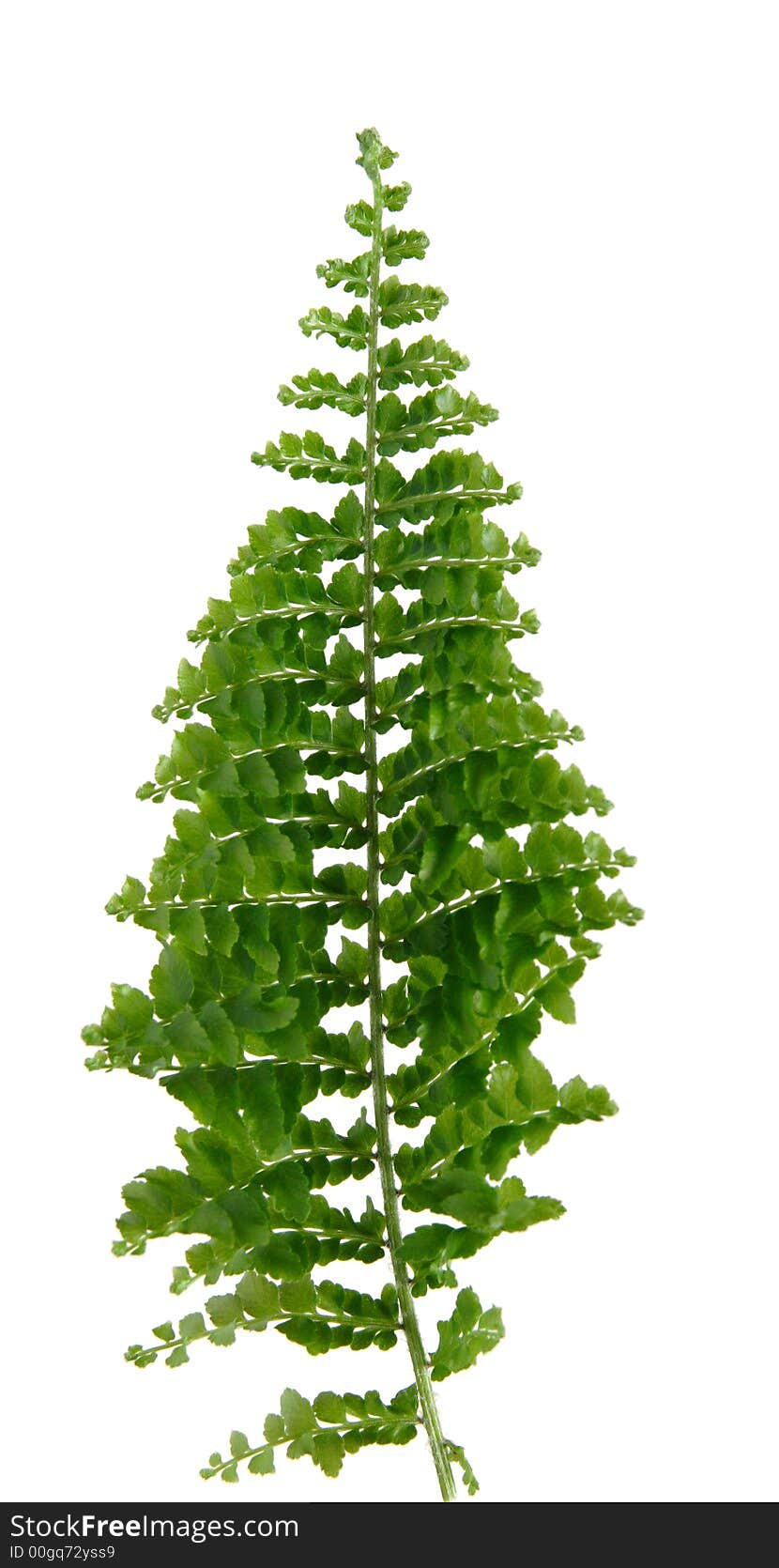 Mini fern leaf, isolated