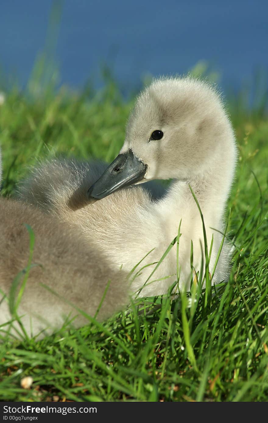 A young cygnet sitting in the grass