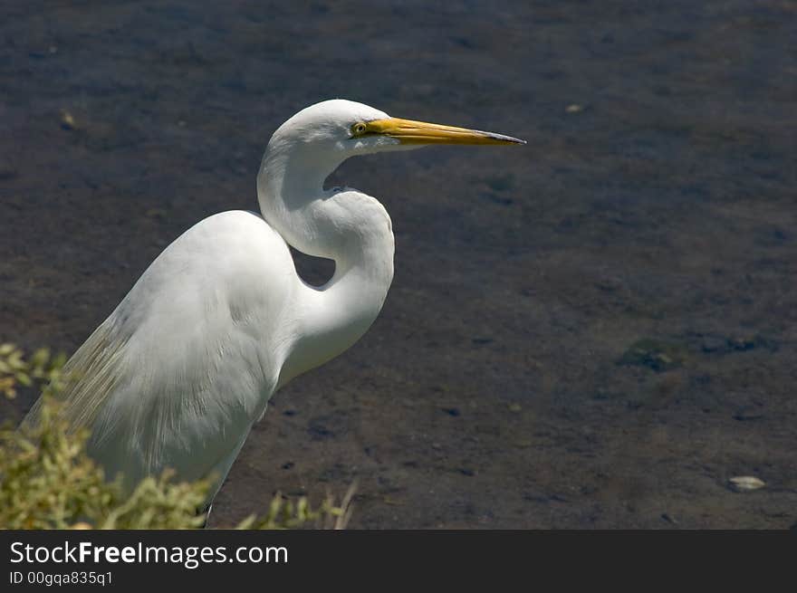 Great Egret In Bushes