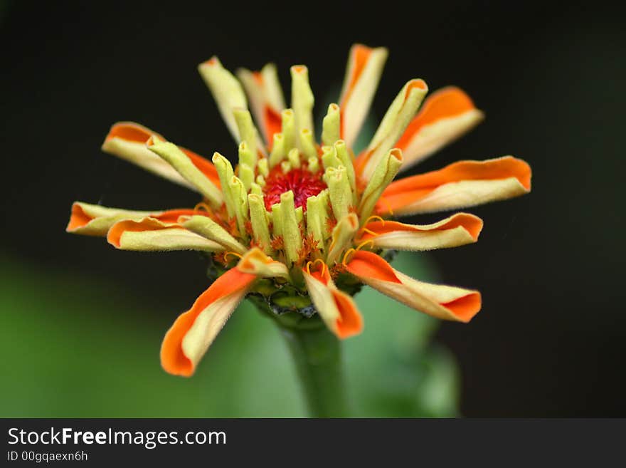 Orange and yellow flower with green background. Orange and yellow flower with green background