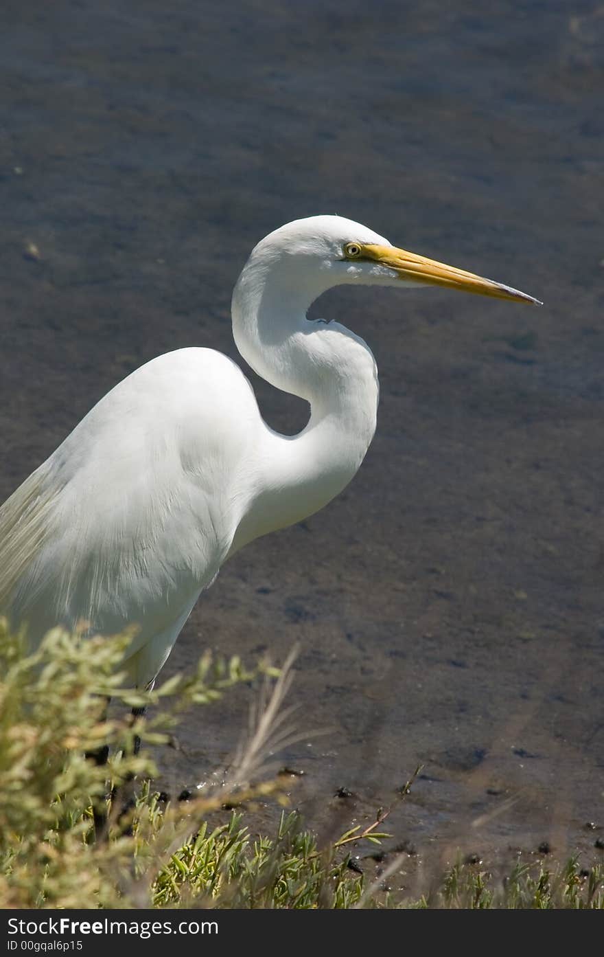 Great Egret Profile