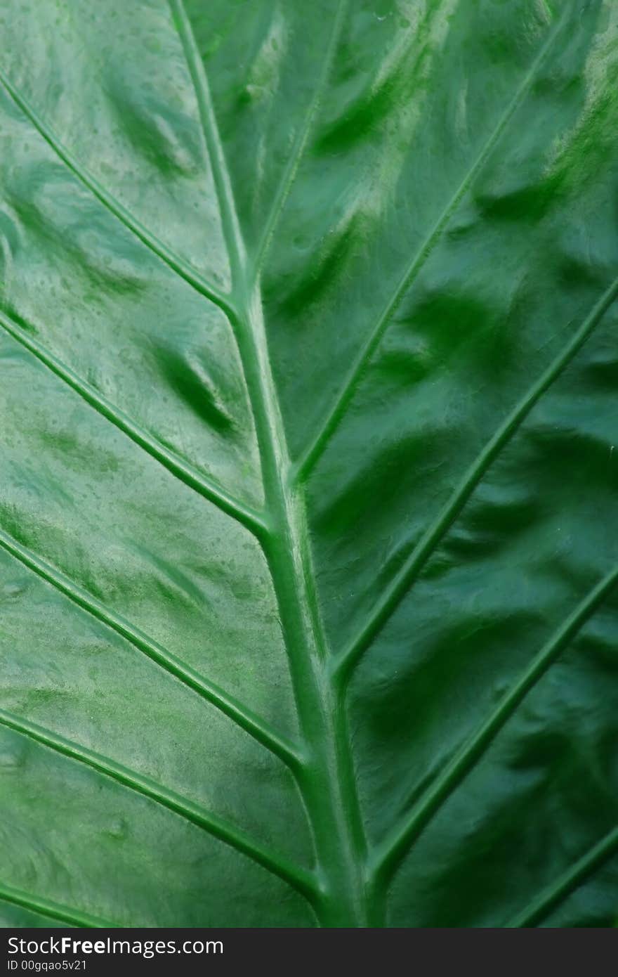 Big Green Leaf with large viens running through it.