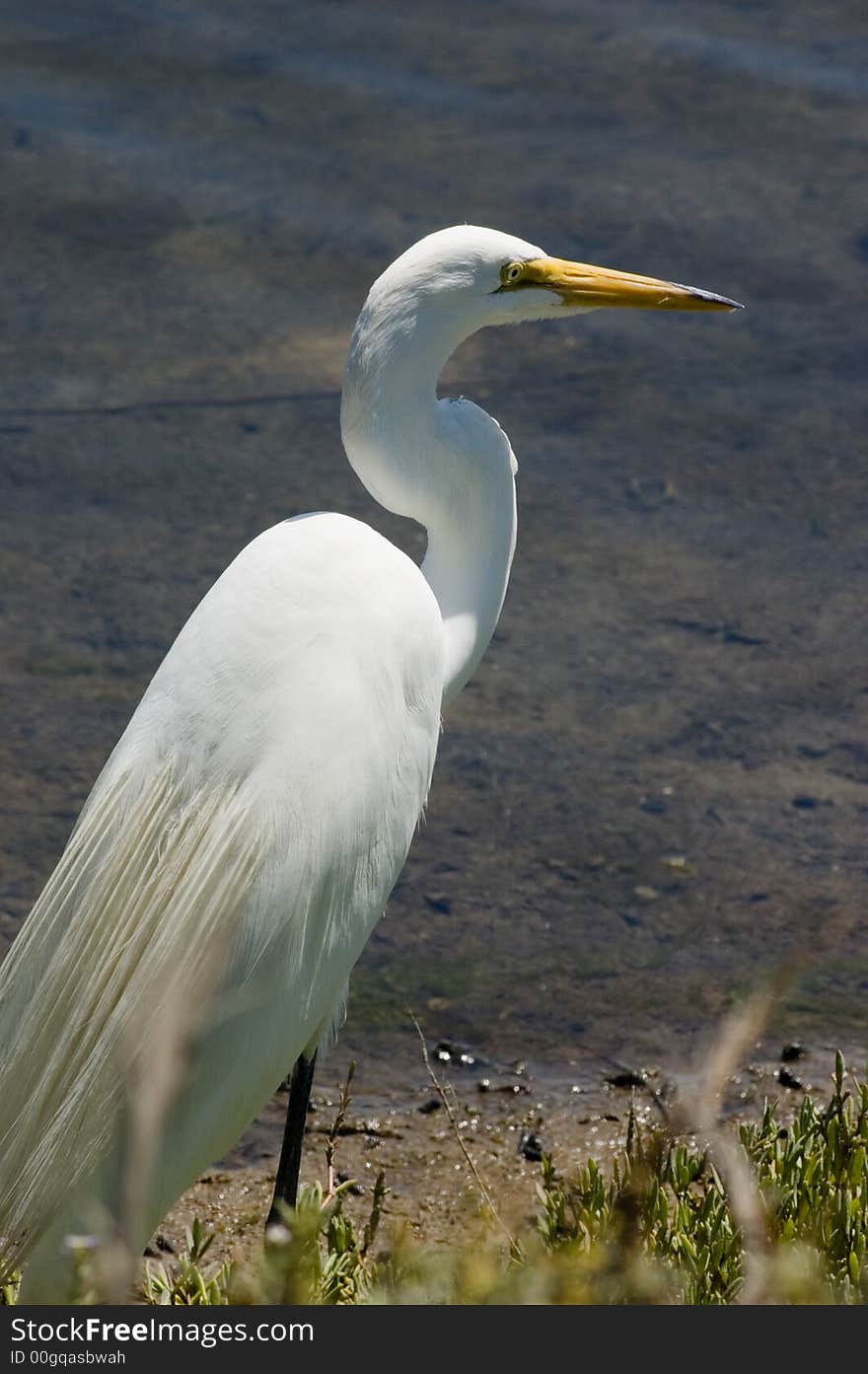 Great Egret Posed