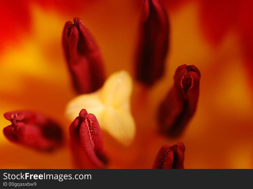 Tulip, super macro
close up