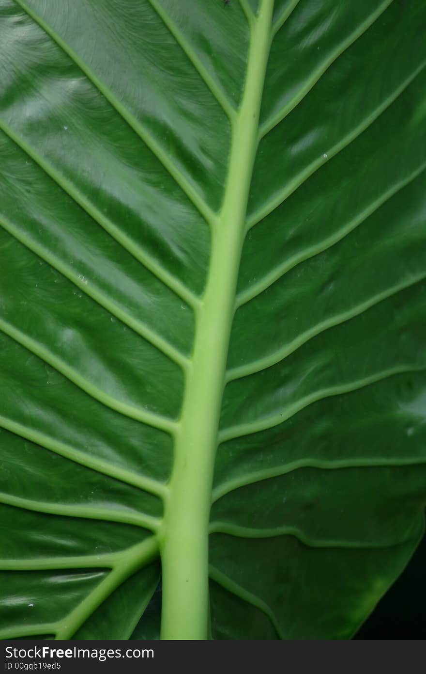 Big Green Leaf with large viens running through it.