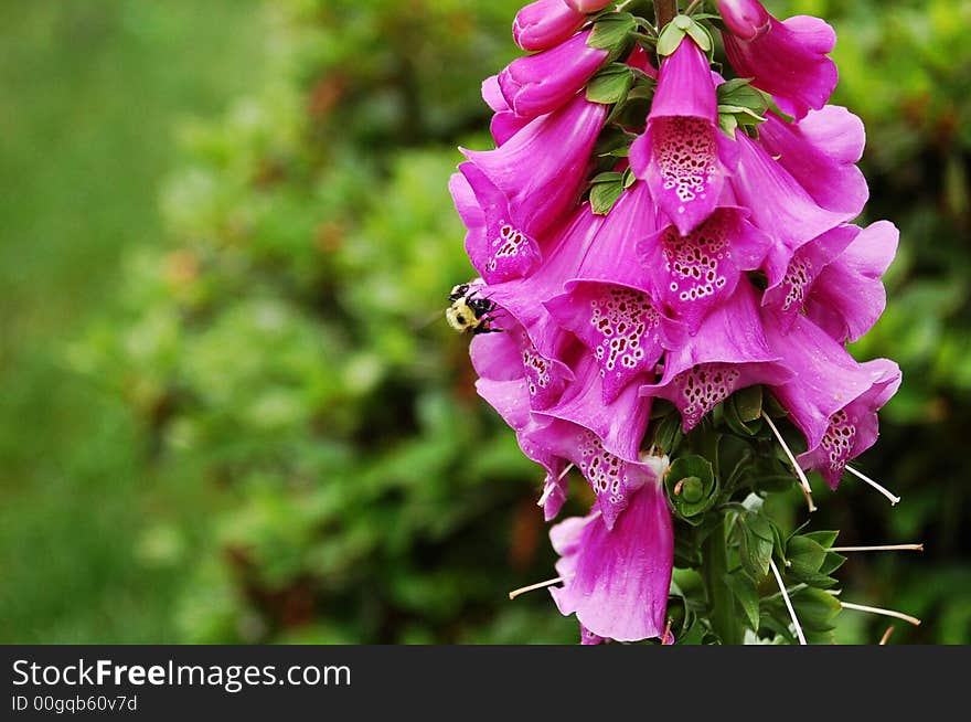 Bee On Purple Digitalis