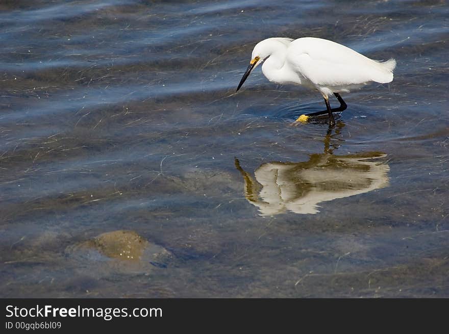 Shallow Water fishing