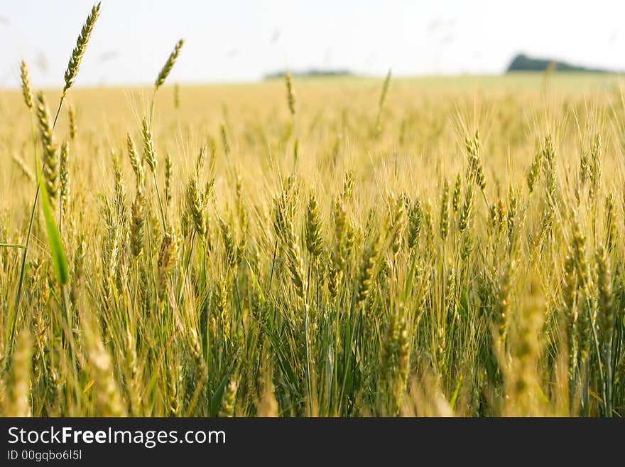 Wheat field, green ears, sky on background