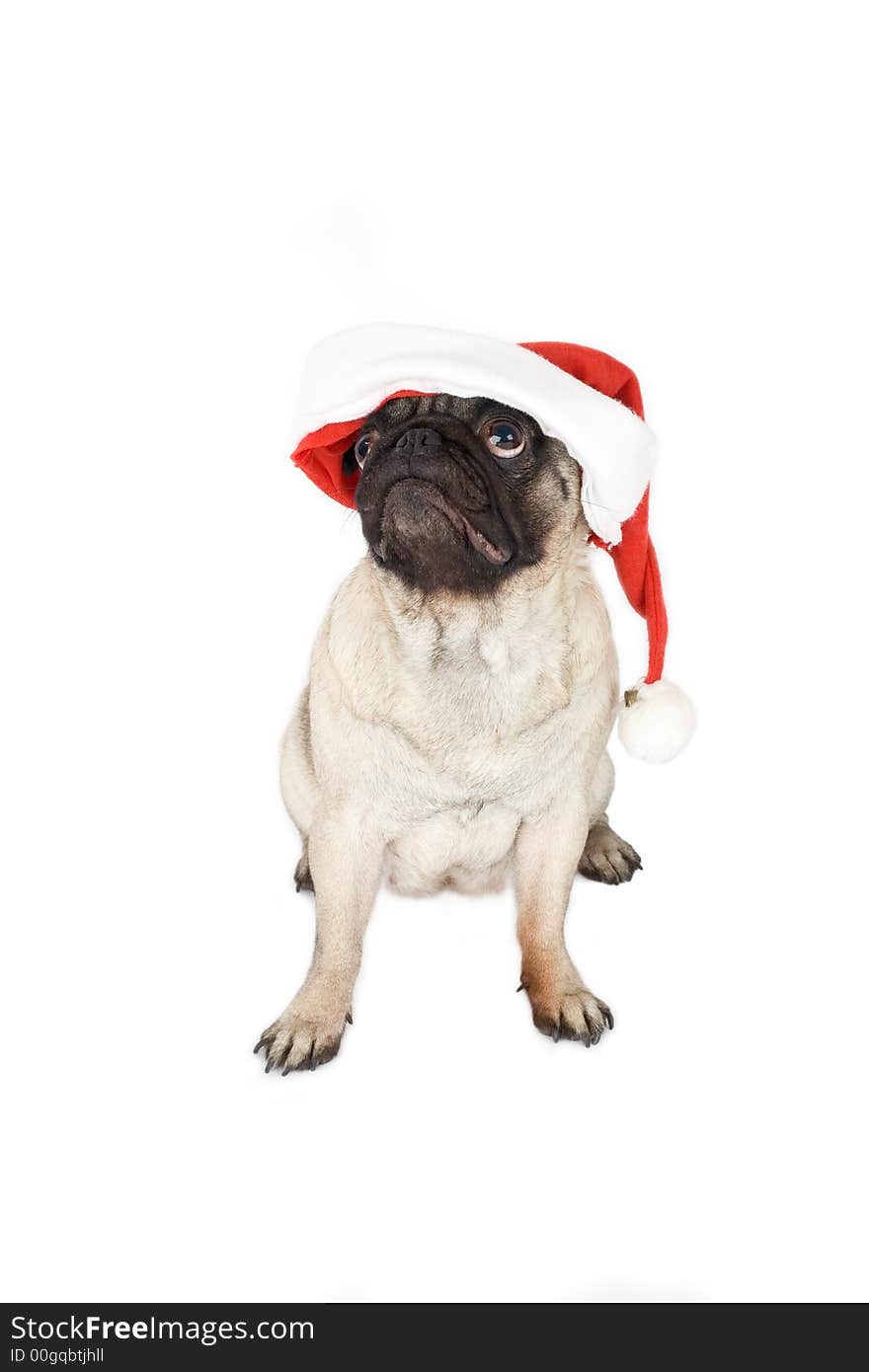 Pug in santa hat, isolated