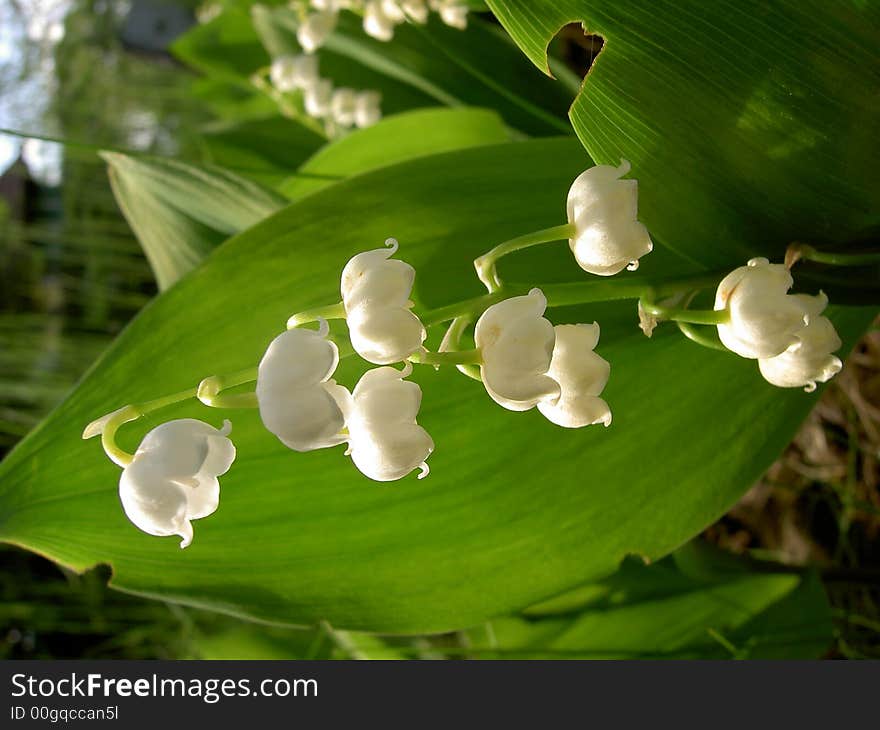 Lily of the valley