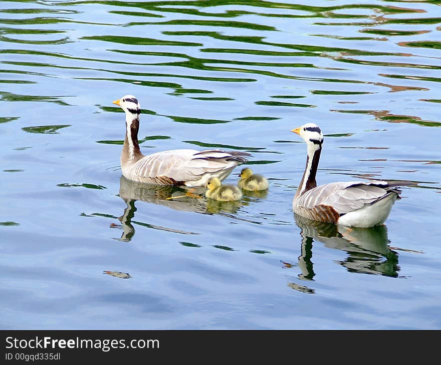 Canadian gooses