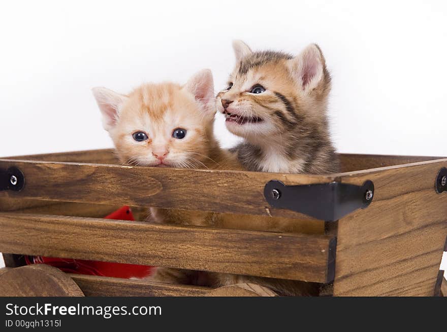 Two kittens sit in a cart on white background. Two kittens sit in a cart on white background