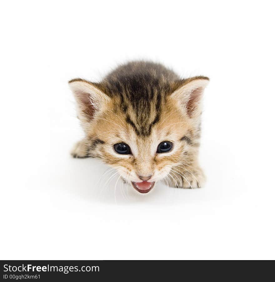 A small kitten cries and move to camera on a white background. A small kitten cries and move to camera on a white background