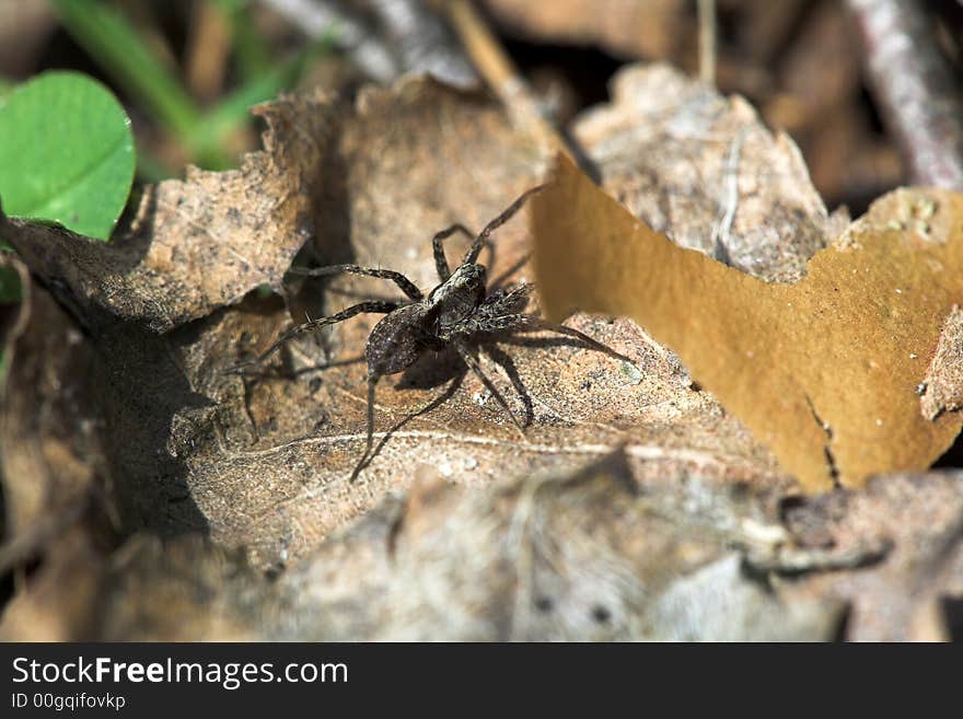 Forest Ground Spider.