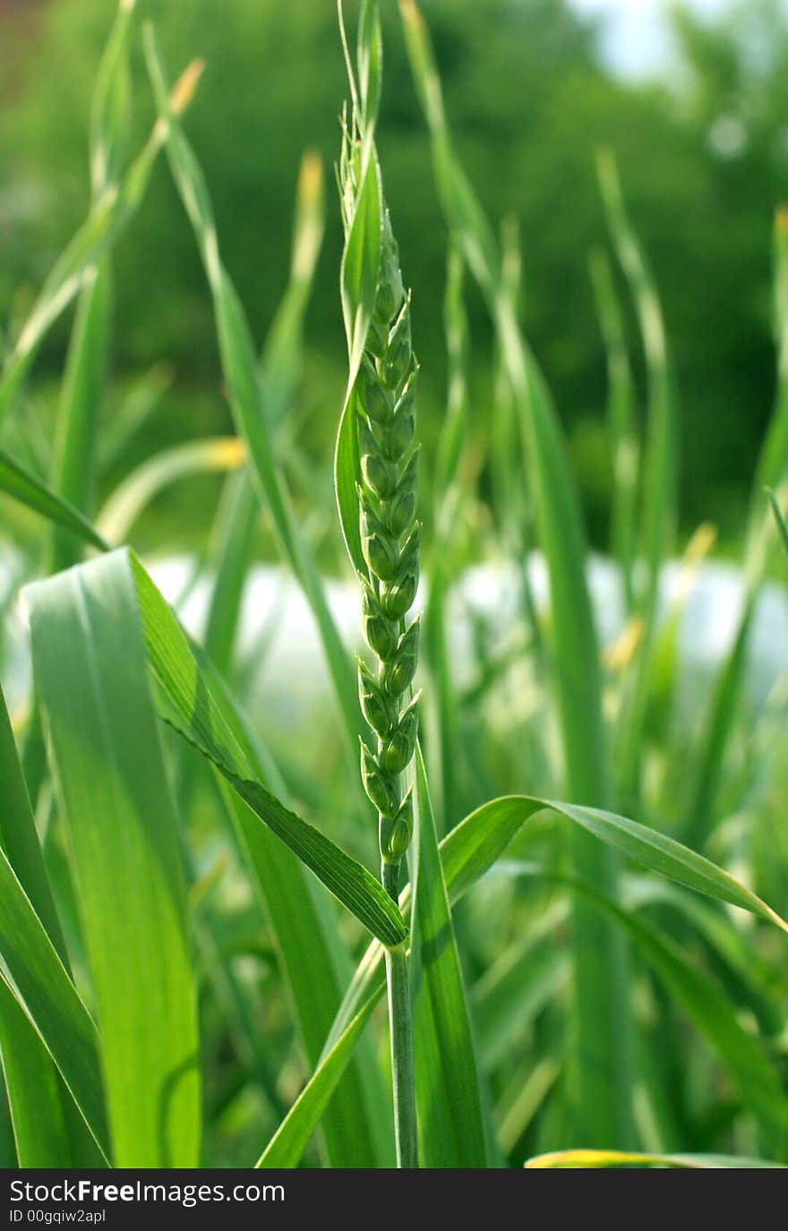 Canon EOS 20D.
Ear of wheat in the beginning of summer.