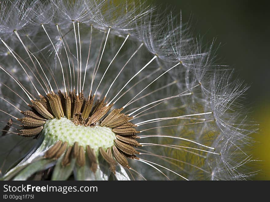 Dandelion.