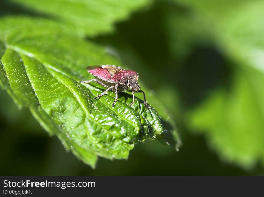 Forest Bug.